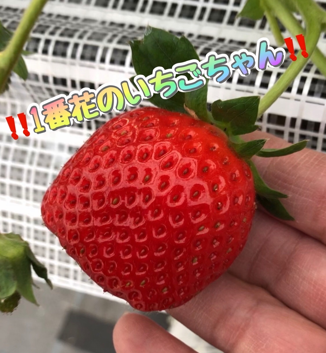 今シーズン売店販売及び苺狩り